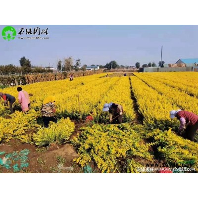 萬綠園林紅花薔薇價格_紅花薔薇產地_紅花薔薇綠化苗木苗圃基地
