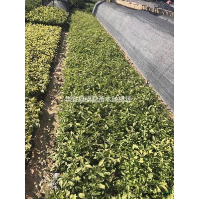 黃金香柳球1米1米  基地直供 價格實惠