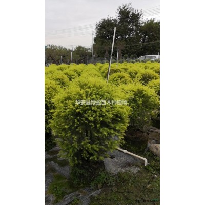 福建供應樸樹規格*