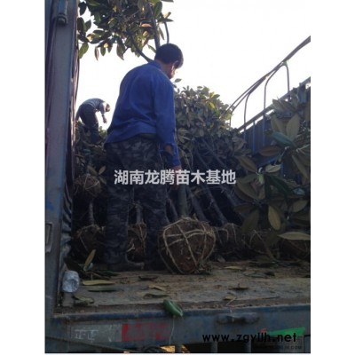 白蠟、造型白蠟、白蠟樹(shù)、白蠟古樁盆景、白蠟小苗