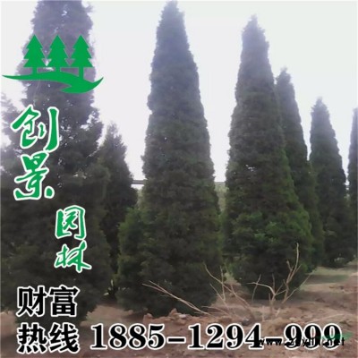 【迎春花】迎 春花_價格_圖片_產地報價表