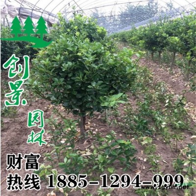 采購 春鵑價苗圃直銷  質優價廉 圖片 價格