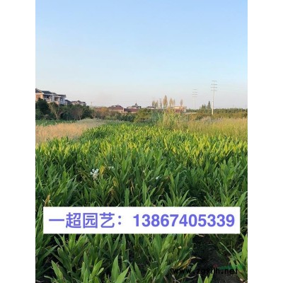 韭蘭 精品韭蘭批發 韭蘭價格行情