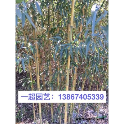 白睡蓮 睡蓮 精品睡蓮品種*
