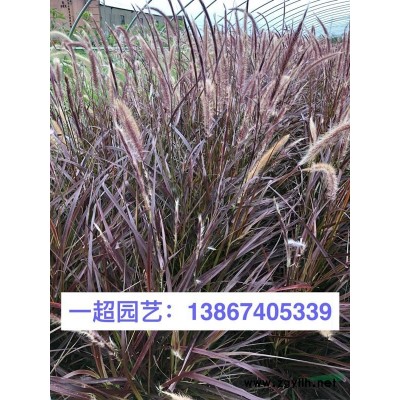 荷蘭菊 荷蘭菊基地 荷蘭菊批發(fā)
