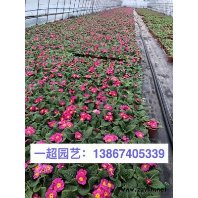 柳葉馬鞭草 馬鞭草 精品紫花柳葉馬鞭草基地
