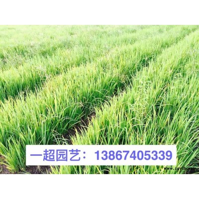浙江美人蕉行情/紅花美人蕉 精品矮稈紅花美人蕉苗圃直銷
