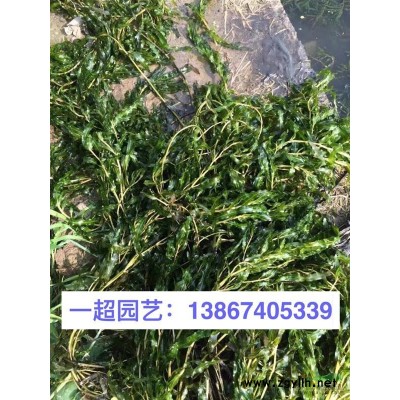 荇菜 精品荇菜 基地直銷 大量批發
