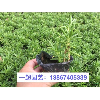 水蠟燭 優質水蠟燭價格