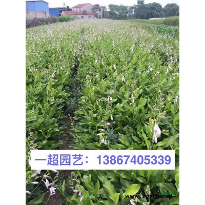 波斯菊 波斯菊基地直銷 波斯菊價格
