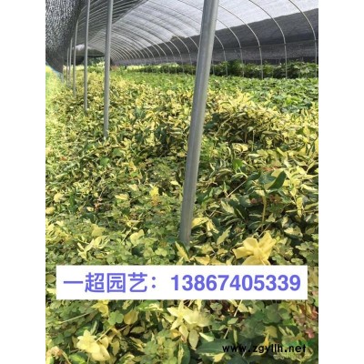 花葉蔓長春 精品花葉蔓長春批發(fā)