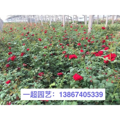 黑心菊 黑心菊小杯 黑心菊盆栽 精品黑心菊價(jià)格