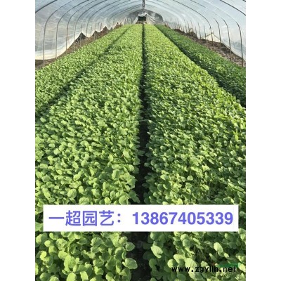 麻葉鼠尾草 鼠尾草 麻葉鼠尾草小杯苗