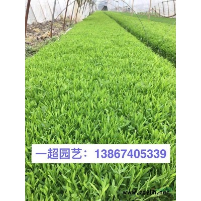 浙江大葉芒哪里便宜 大葉芒基地批發 大葉芒價格