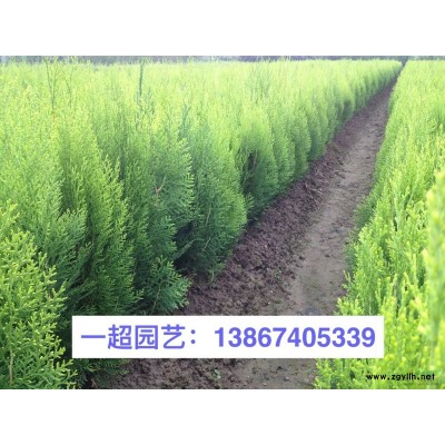 芡實 精品芡實大小規格*
