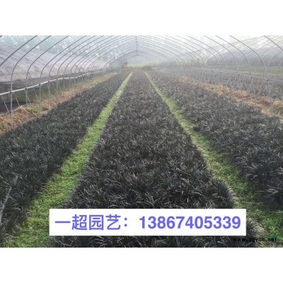 紅蓮子草 紅蓮子草哪里有 紅蓮子草價格