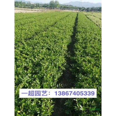 浙江哪里有芒草 龍牙草 甜根子草 五節芒 尼泊爾蓼 卡開蘆
