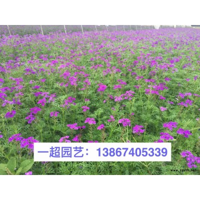 花葉菖蒲