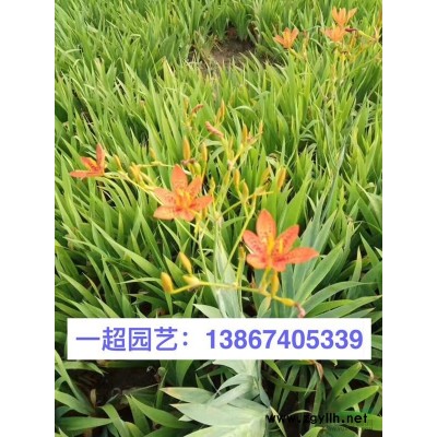火炬花 火炬花價格 火把蓮基地價格