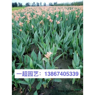 婆婆納 穗花婆婆納 婆婆納價格