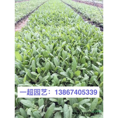 海壽花 海壽花價格