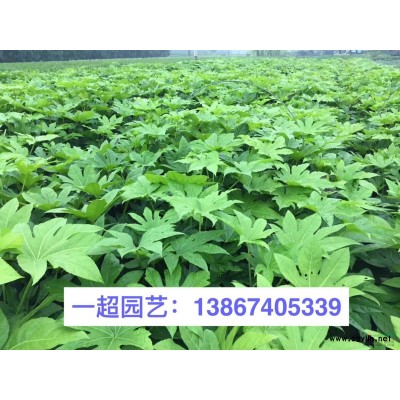 黑藻 黑藻價格 各種藻類品種*