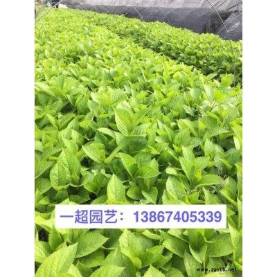 花葉玉簪 精品花葉玉簪價格