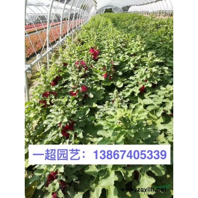 結香 結香小苗 結香毛球 結香球 結香價格