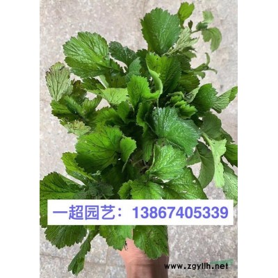 水芹 水生植物基地