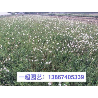 蛇莓 精品蛇莓