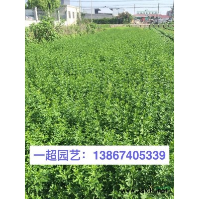 太陽花 精品太陽花基地價(jià)格