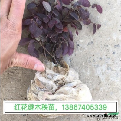 聚草 聚草產地直銷 聚草價格行情