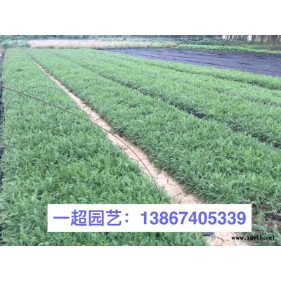 菖蒲、水菖蒲 菖蒲基地 菖蒲批發