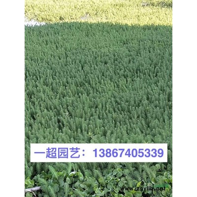 小香蒲 精品小香蒲 香蒲基地價格