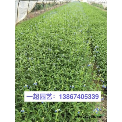 金魚藻 各種藻類植物品種*