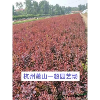 水鱉 優質特價水鱉基地批發