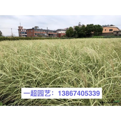 金葉佛甲草 佛甲草基地 金葉佛甲草價(jià)格