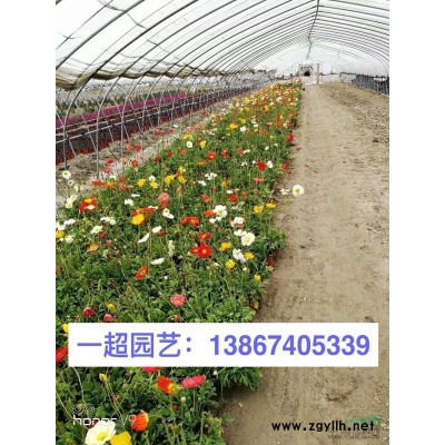 蘆竹 青葉蘆竹