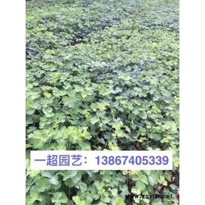 玉帶草 精品玉帶草價格 玉帶草產地直銷
