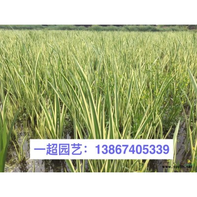 多花筋骨草 筋骨草價格 多花筋骨草苗圃直銷