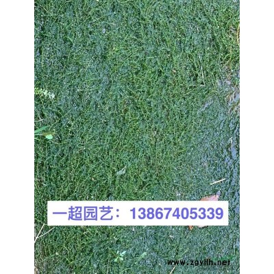 大葉黃楊球 精品大葉黃楊光球