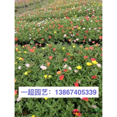 石菖蒲