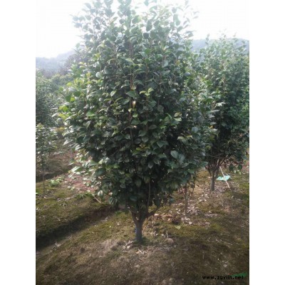 蒲葦 精品蒲葦浙江批發