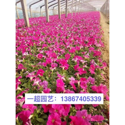 溪蓀 溪蓀哪里有 溪蓀價格