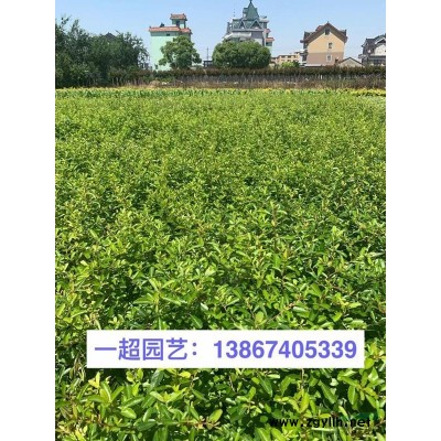 大葉黃楊小杯，大葉黃楊小杯苗，大葉黃楊杯苗