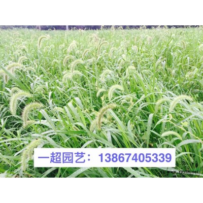 金葉牛至 牛至 牛至價格 浙江牛至批發 牛至哪里有