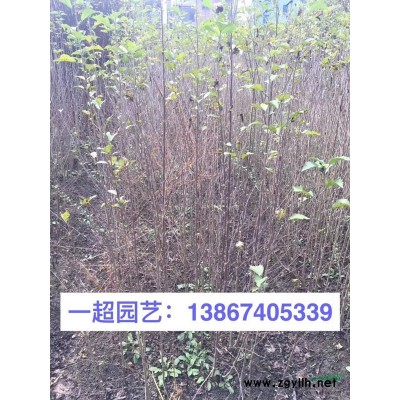 大花月季 精品大花月季價(jià)格 月季基地