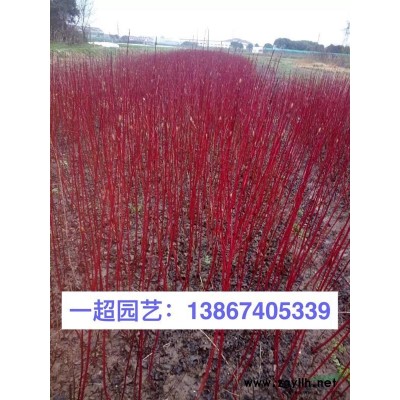 狹葉十大功勞 小葉十大功勞
