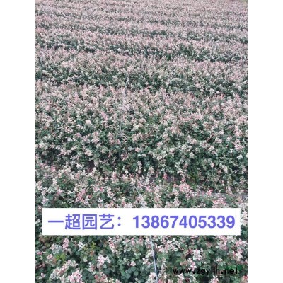 芒草 精品芒草直銷/浙江芒草批發 須芒草基地