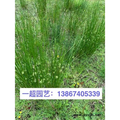 水蠟球 水臘球 精品水臘球價格 水蠟球批發